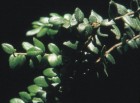 Maytenus chubutensis
